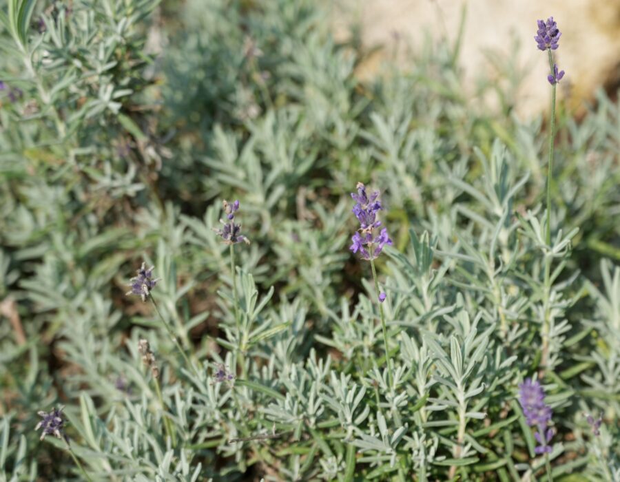 Lavendel